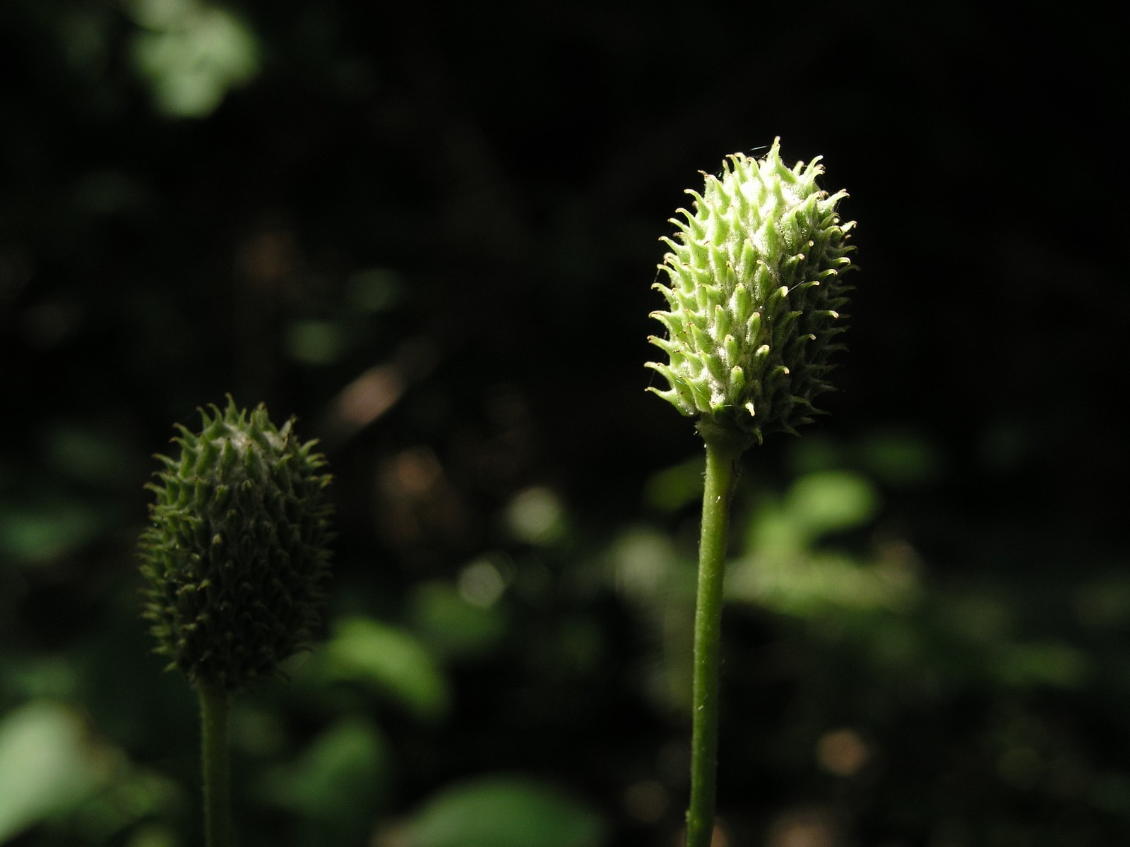 20060725155751 Tall Thimbleweed (Anemone virginiana) - Misery Bay, Manitoulin.JPG